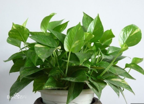 哪些植物对南昌除甲醛有明显的防控效果